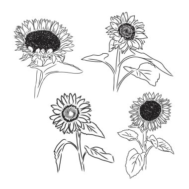 Ayçiçeği El, ayçiçeklerinin çizimlerini yaptı. ayçiçeği vektörü