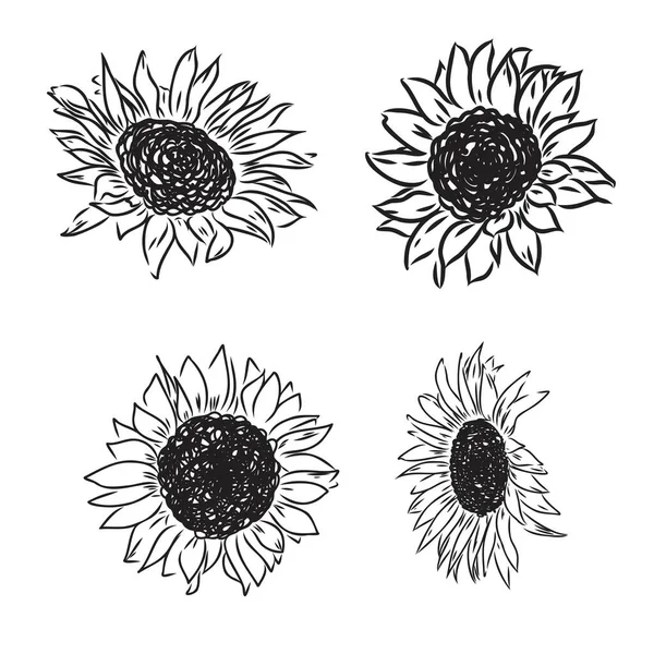 Słoneczniki Ręcznie rysowane szkice słoneczników. wektor słonecznika — Wektor stockowy