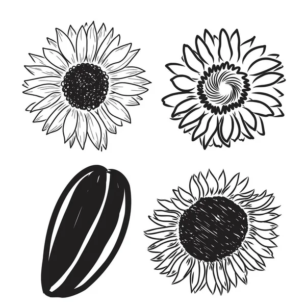 Girasoles Dibujos dibujados a mano de girasoles. vector de girasol — Archivo Imágenes Vectoriales