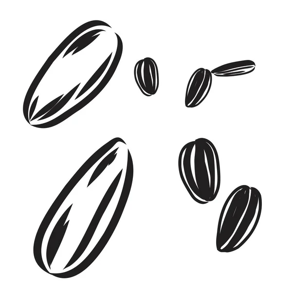 Graine de tournesol isolée sur fond blanc. Croquis dessiné à la main. Illustration vectorielle. — Image vectorielle
