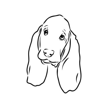 Ayakta profil Basset Hound, izole vektör çizim beyaz arka plan üzerinde siyah renkli dekoratif kontur portresi