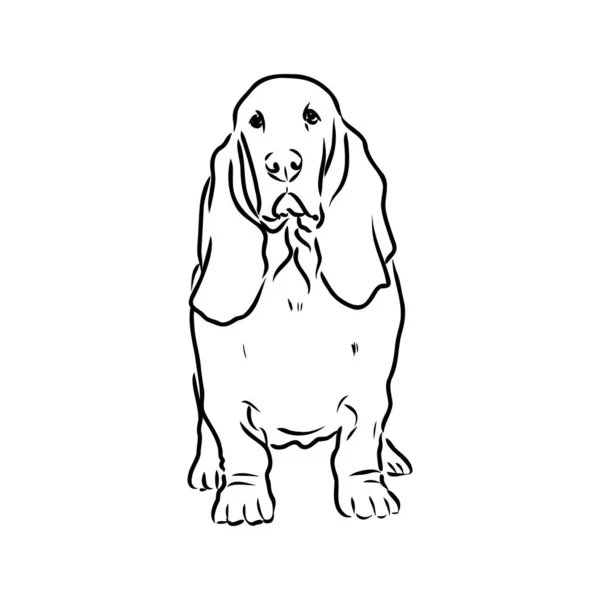仿形猎犬的装饰轮廓肖像, 白色背景上的黑颜色矢量隔离插图 — 图库矢量图片