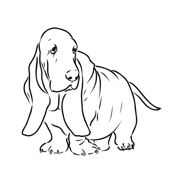 Decorative contour portrait of standing in profile Basset Hound, vector isolated illustration in black color on white background — Stock Vector