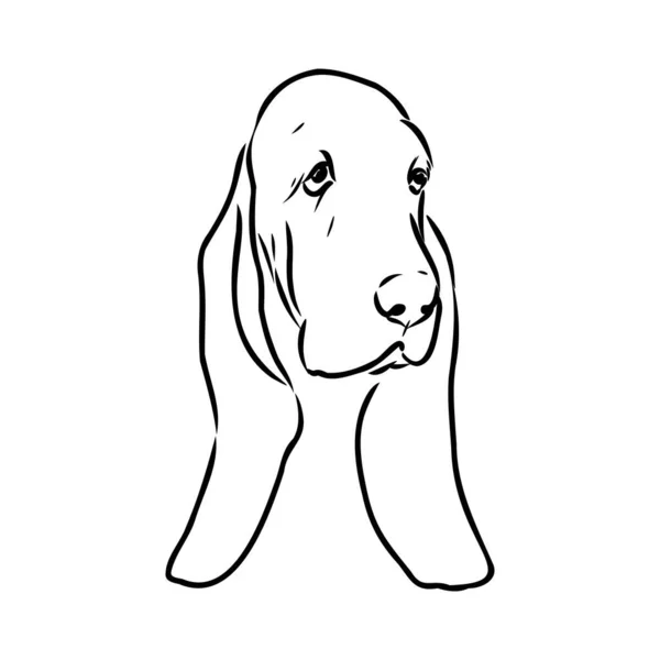 Contorno decorativo retrato de pé no perfil Basset Hound, vetor isolado ilustração na cor preta sobre fundo branco — Vetor de Stock