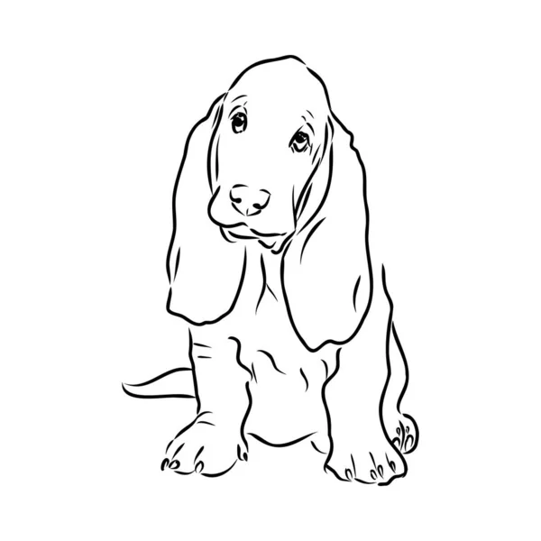 Ritratto decorativo di profilo Basset Hound, illustrazione vettoriale isolata in colore nero su sfondo bianco — Vettoriale Stock