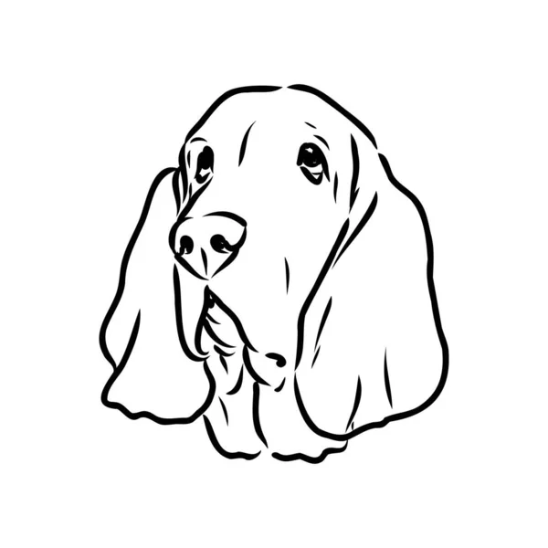 Dekorative Kontur Porträt des Stehens im Profil Basset Hound, Vektor isolierte Illustration in schwarzer Farbe auf weißem Hintergrund — Stockvektor