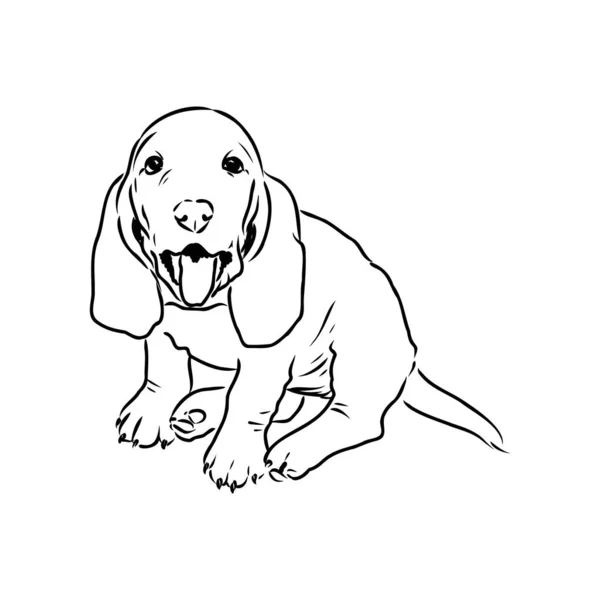 Portrait de contour décoratif de profil Basset Hound, illustration vectorielle isolée en couleur noire sur fond blanc — Image vectorielle