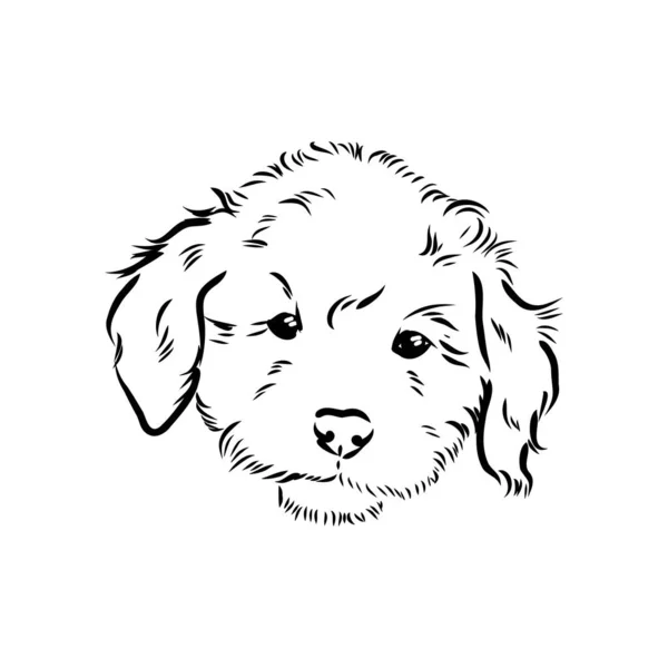 Labradoodle Mix dog - ilustración aislada vectorial sobre fondo blanco — Vector de stock