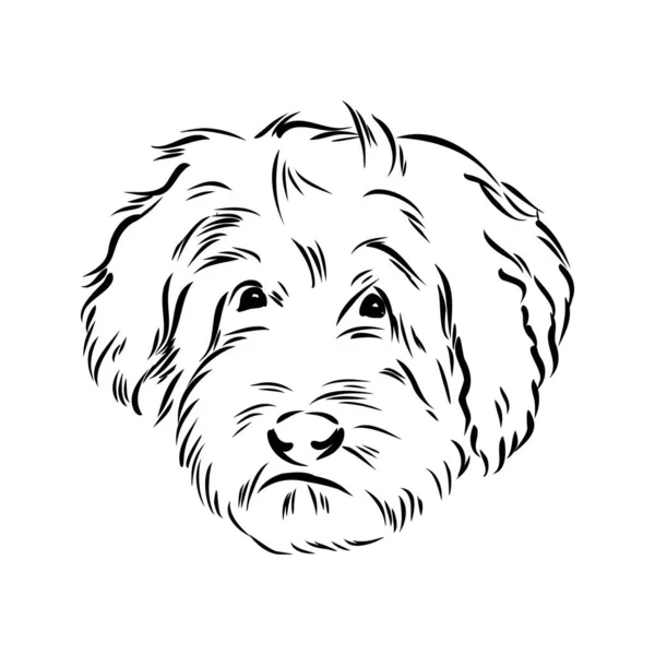 Labradoodle Mix dog - ilustración aislada vectorial sobre fondo blanco — Vector de stock