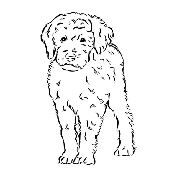 Labradoodle Mix hond - vector geïsoleerde illustratie op witte achtergrond — Stockvector