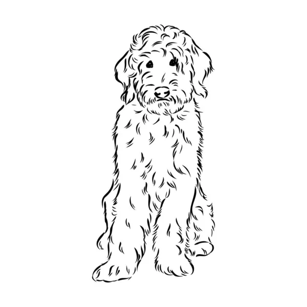 Labradoodle Mix dog - ilustración aislada vectorial sobre fondo blanco — Vector de stock