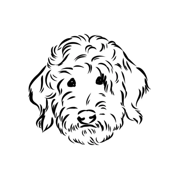 Labradoodle Mix dog - ilustración aislada vectorial sobre fondo blanco — Vector de stock