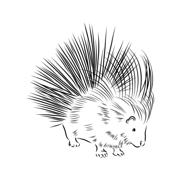 Porcupine ilustración, dibujo, grabado, tinta, arte de línea, vector — Archivo Imágenes Vectoriales