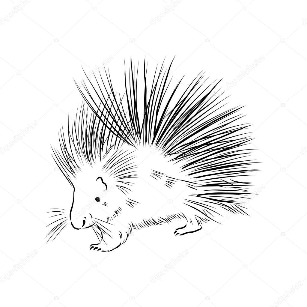 Porcupine illustration, drawing, engraving, ink, line art, vector