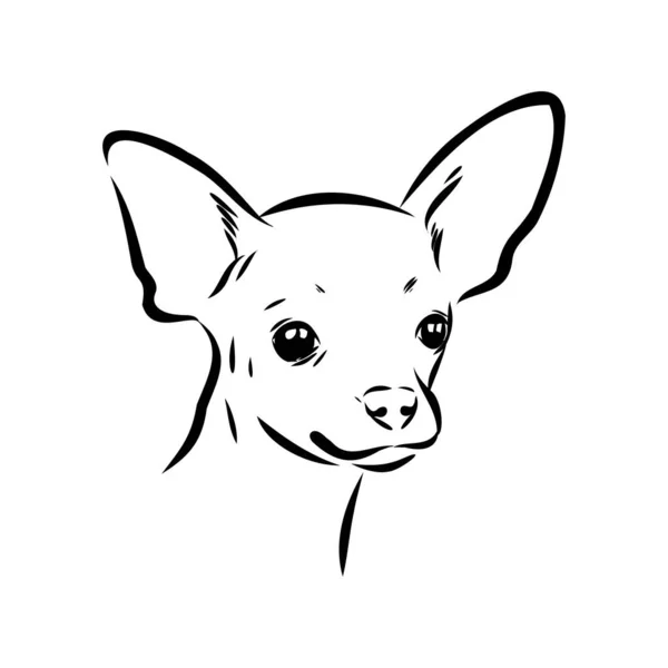 狗俄罗斯玩具犬手绘制的矢量 llustration 写实素描 — 图库矢量图片