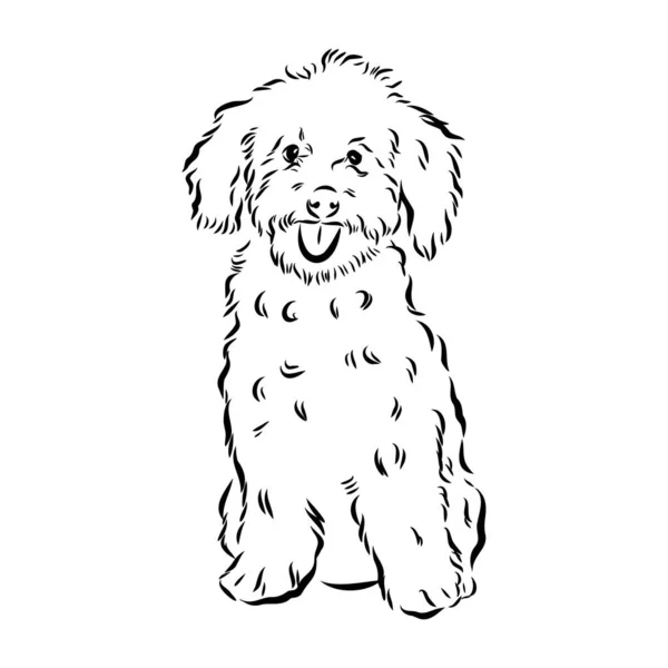 Labradoodle Mix dog - ilustración aislada vectorial sobre fondo blanco — Vector de stock