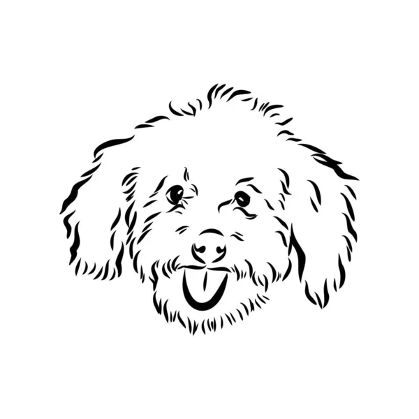 Labradoodle Mix dog - ilustración aislada vectorial sobre fondo blanco — Vector de stock