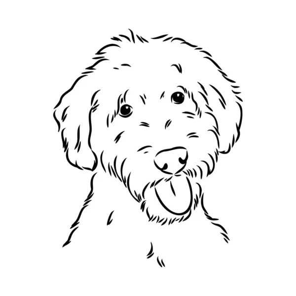 Labradoodle Mix pes - vektor izolované ilustrace na bílém pozadí — Stockový vektor