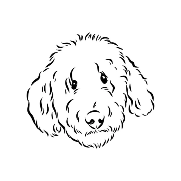 Labradoodle Mix dog - vector isolated illustration on white background — Stock Vector