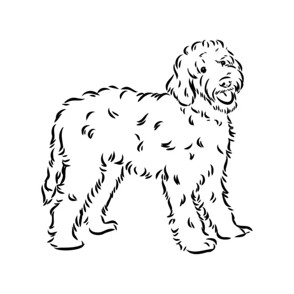 Labradoodle Mix σκυλί - διάνυσμα απομονωμένη εικόνα σε λευκό φόντο — Διανυσματικό Αρχείο