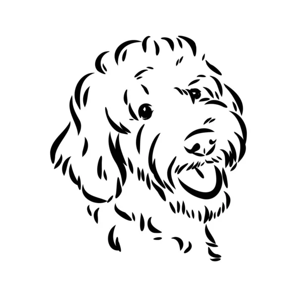 Labradoodle Mix Hund - vektorisolierte Illustration auf weißem Hintergrund — Stockvektor