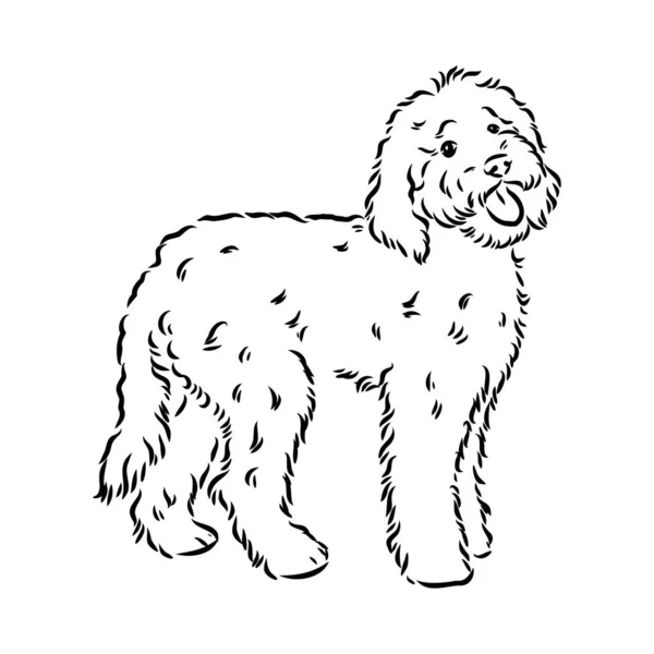 Labradoodle Mix dog - ilustración aislada vectorial sobre fondo blanco — Vector de stock