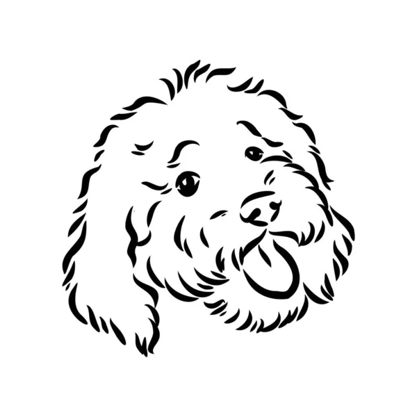 Labradoodle Mix σκυλί - διάνυσμα απομονωμένη εικόνα σε λευκό φόντο — Διανυσματικό Αρχείο
