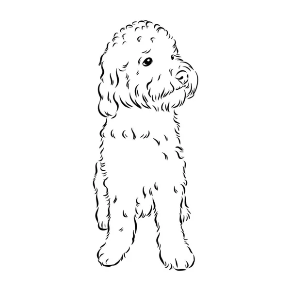Labradoodle Mix dog - ilustración aislada vectorial sobre fondo blanco — Archivo Imágenes Vectoriales