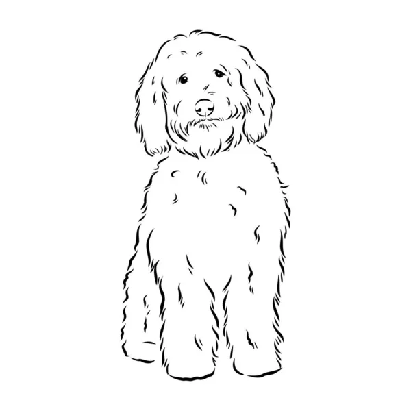 Labradoodle Mix hond - vector geïsoleerde illustratie op witte achtergrond — Stockvector