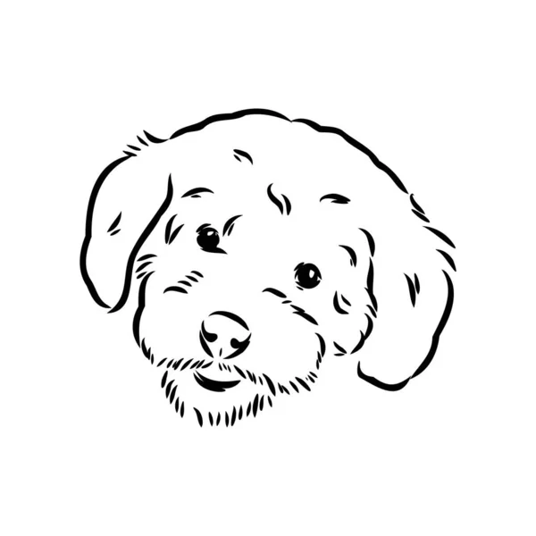 Labradoodle Mix Hund - vektorisolierte Illustration auf weißem Hintergrund — Stockvektor