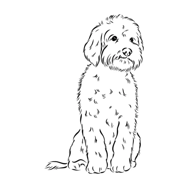 Labradoodle Mix dog - ilustração vetorial isolada sobre fundo branco —  Vetores de Stock