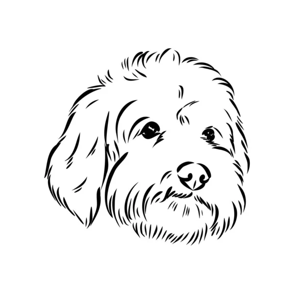 Labradoodle Karışık Köpek - vektör izole görüntü beyaz arkaplan