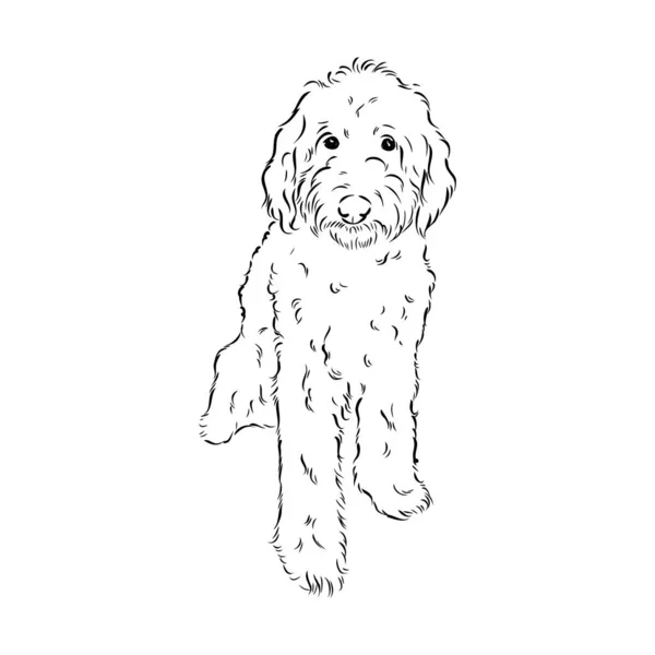 Labradoodle Mix cane - illustrazione vettoriale isolato su sfondo bianco — Vettoriale Stock