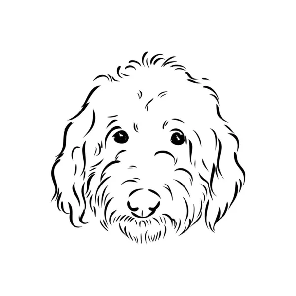 Labradoodle Mix dog - ilustración aislada vectorial sobre fondo blanco — Vector de stock