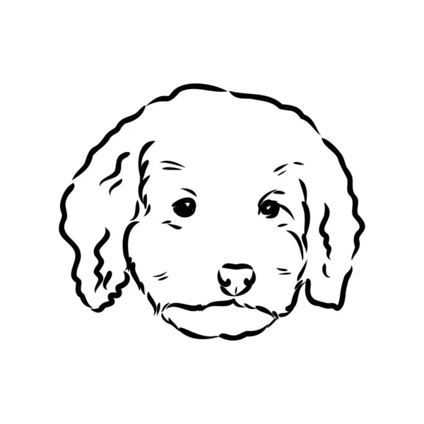 Labradoodle Mix cane - illustrazione vettoriale isolato su sfondo bianco — Vettoriale Stock