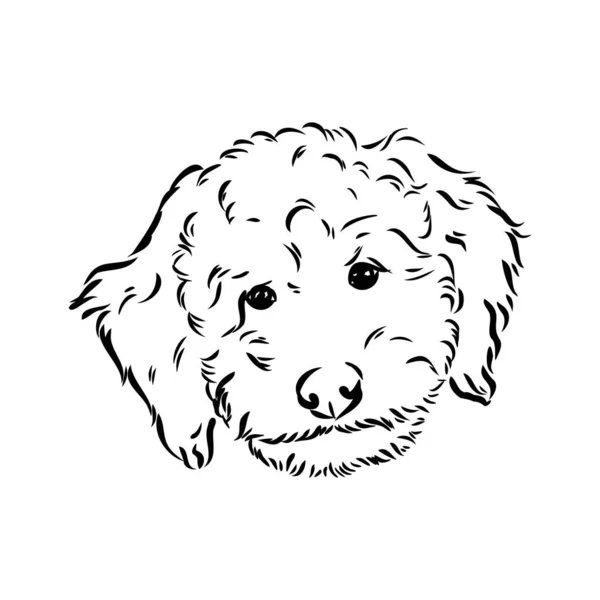 Labradoodle Mix Hund - vektorisolierte Illustration auf weißem Hintergrund — Stockvektor