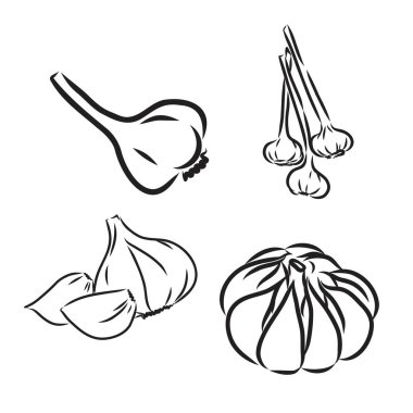 Vektör sarımsak çizilmiş seti ver. Otlar ve baharatlar illüstrasyon kroki