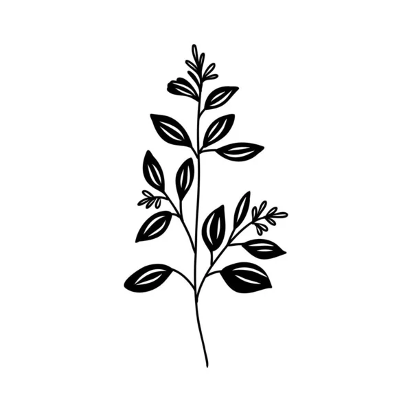 Skizzieren Sie Zweige von Blättern von Hand auf einem isolierten Hintergrund — Stockvektor