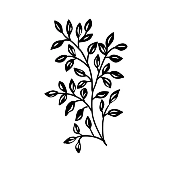 Croquis branche de feuilles à la main sur un fond isolé — Image vectorielle