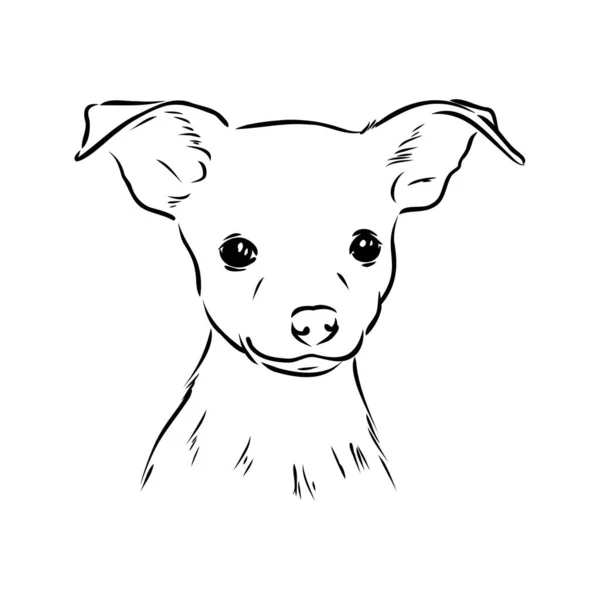 Hond Russische toy Terriër hand getekende vector llustration realistische sketch — Stockvector