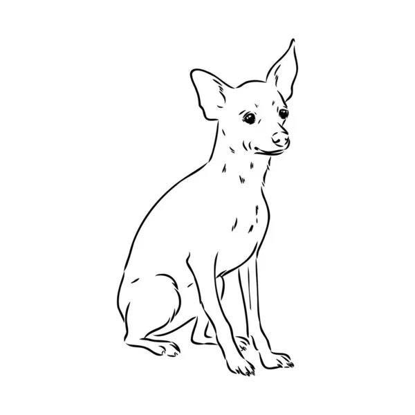 Hond Russische toy Terriër hand getekende vector llustration realistische sketch — Stockvector