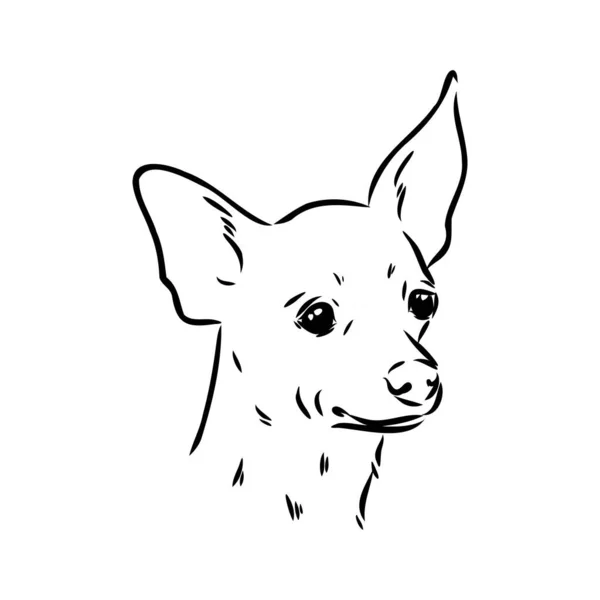 狗俄罗斯玩具犬手绘制的矢量 llustration 写实素描 — 图库矢量图片
