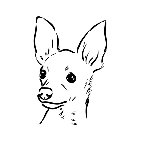 Hond Russische toy Terriër hand getekende vector llustration realistische sketch — Stockvector