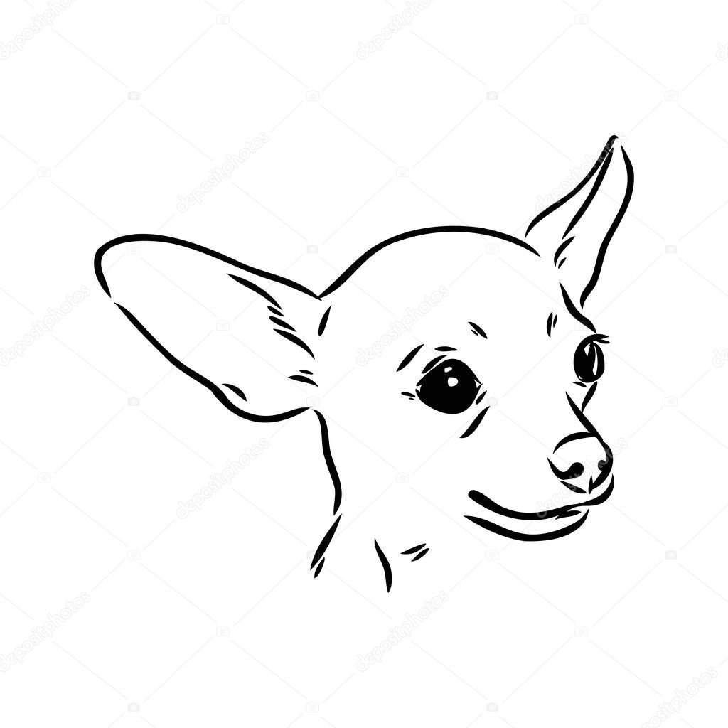 dog russian toy terrier hand drawn vector llustration realistic sketch