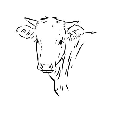 Isolated cow eating grass on a white background. Black and white sketch line silhouette vector illustration.