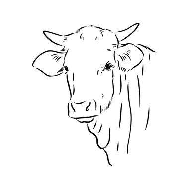 Isolated cow eating grass on a white background. Black and white sketch line silhouette vector illustration.