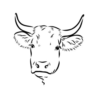 Isolated cow eating grass on a white background. Black and white sketch line silhouette vector illustration.