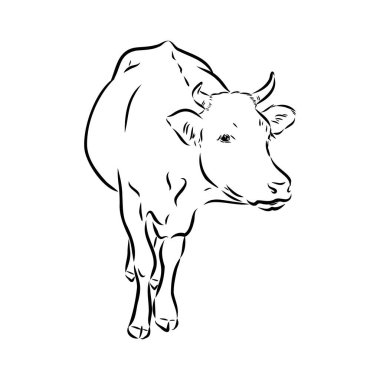 Isolated cow eating grass on a white background. Black and white sketch line silhouette vector illustration.