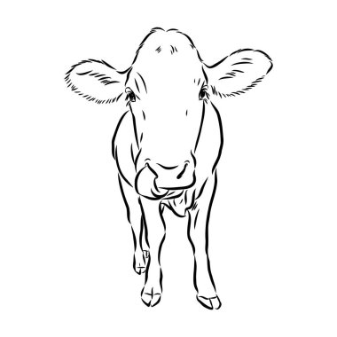 Isolated cow eating grass on a white background. Black and white sketch line silhouette vector illustration.