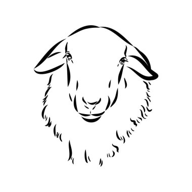 Koyun kroki tarzı. Güzel siyah beyaz hayvan Elle çizilmiş illüstrasyon. Vintage tarzda çizgi sanatı çizim. Gerçekçi görüntü.